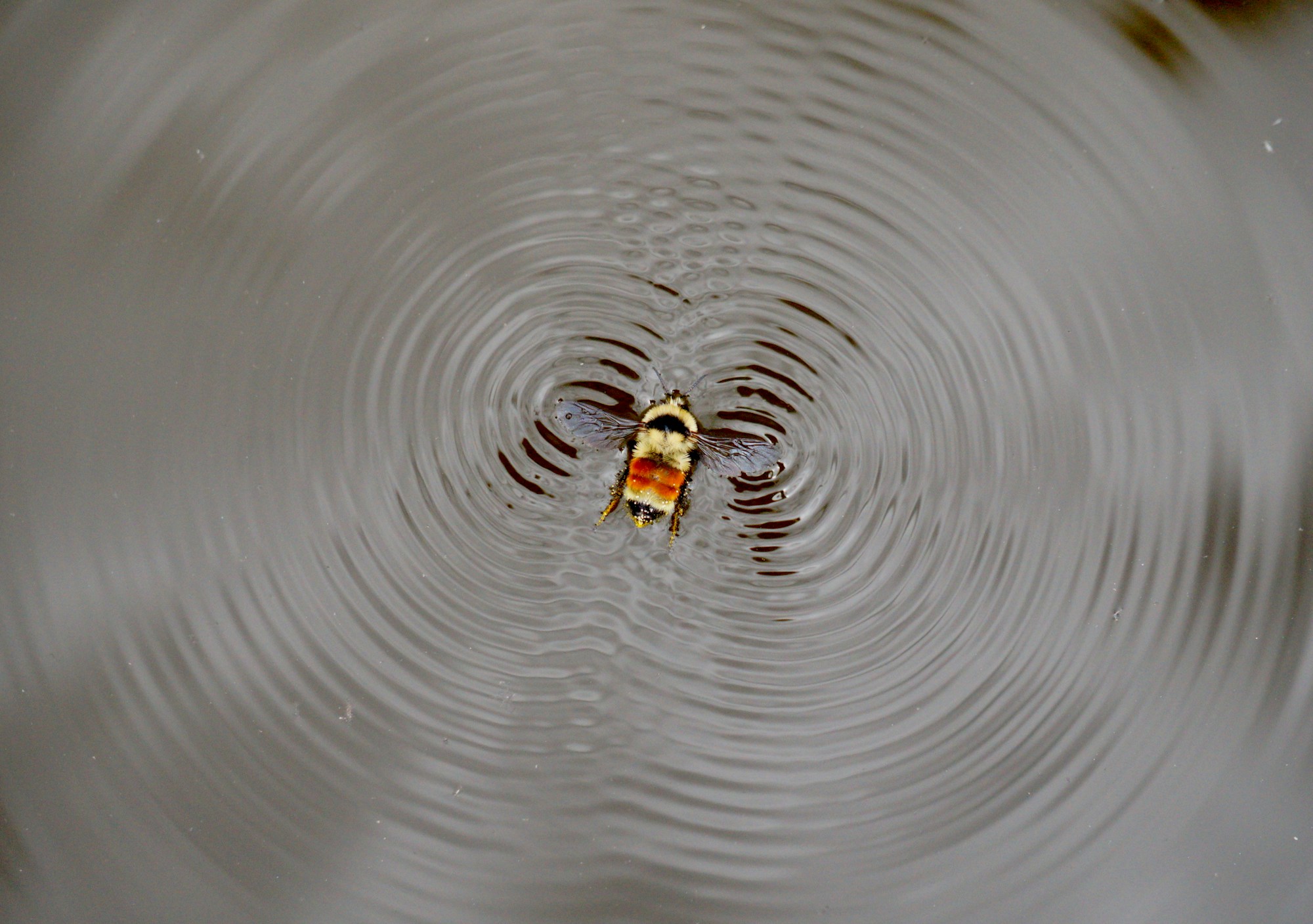 The image shows the waves coming from the wings of a bee in water.